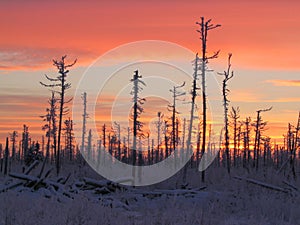 Sunrise in taiga