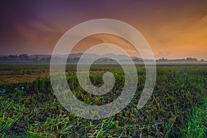 Sunrise at tanjung rejo kudus, indonesia with broken rice field, hill, and fog