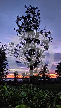 Sunrise from tea fields