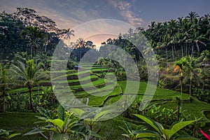 Sunrise at Tegalalang Rice Terrace, Ubud Bali