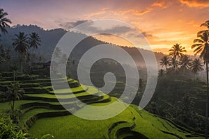 Sunrise at Tegalalang Rice Terrace, Ubud Bali indonesia. photo