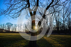 Sunrise through tree