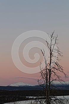 Sunrise on a tree near Whitehorse