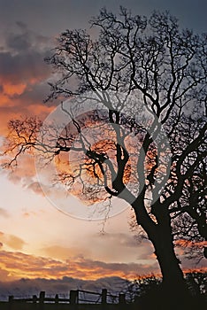 Sunrise Tree Silhouette