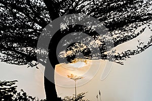 Sunrise and tree, Silhouette photography.