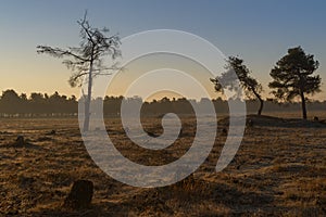 Sunrise with trees