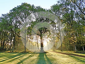 Sunrise through trees, Chorleywood Common