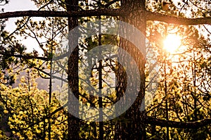 Sunrise through trees in a forest. Close up of a tree. Sunset in a forest. Tenerife, Canary Islands