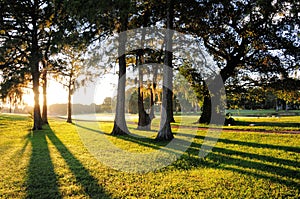 Sunrise, trees and grass