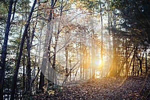 Sunrise Through the Trees in North Carolina