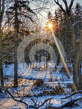 Sunrise through trees photo