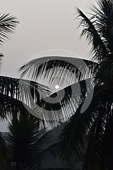 Sunrise between Trees