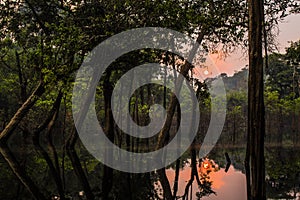 Sunrise in the tributary of the Rio Negro, Amazonas, Brazil photo