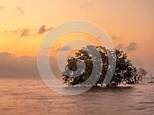 Sunrise twilight sky at sea beach with tree under sea water in morning