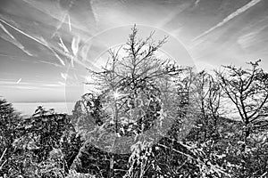 Sunrise under the winter calm mountain landscape with beautiful fir trees on slope