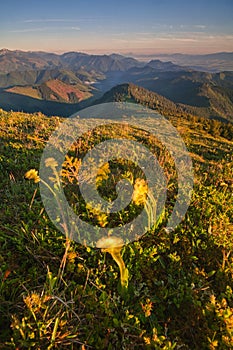 Sunrise from Velky Bok mountain during summer