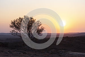 A Sunrise view with dead tree at Outback city of Broken Hill, New South Wales, Australia.