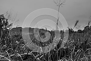 Sunrise view of a green grass field surrounded by green trees, Queen Elizabeth National Park