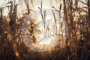 Sunrise view through herbs