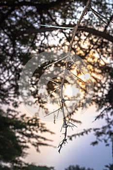 Sunrise view of Ishasha river, with acacia thorn tree Acacia sensu lato growing and the reflections on the water, Uganda