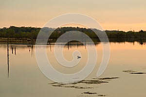 Sunrise view of lone Mallard duck floating in wetland pond