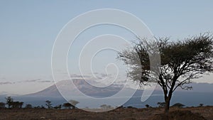 Sunrise view of mt kilimanjaro and an acacia tree at amboseli in kenya