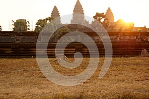 Sunrise view over Angkor Wat temple