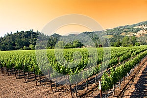 Sunrise at a vineyard in Napa, California