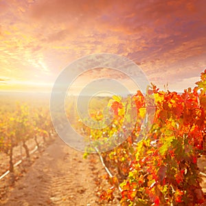 Sunrise in vineyard at Utiel Requena vineyards spain