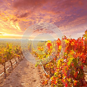 Sunrise in vineyard at Utiel Requena vineyards spain