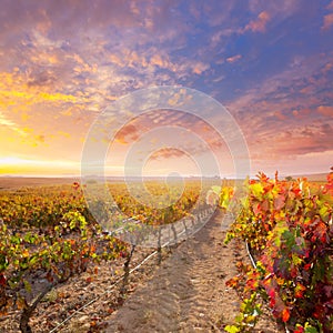 Sunrise in vineyard at Utiel Requena vineyards spain