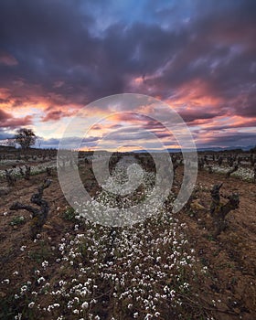 Sunrise in a vineyard in winter
