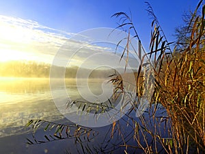 Sunrise and water reed on the water`s edge