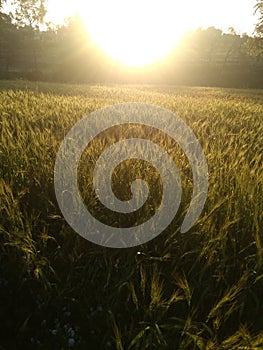 Sunrise at wheats fields