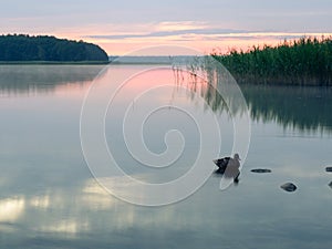 Sunrise wild lake landscape. Swimming duck  reeds. Masuria in Poland