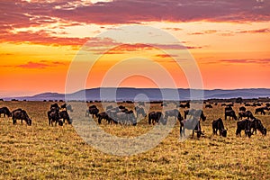 Sunrise Wildlife Animals Mammals at the savannah grassland wilderness hill shrubs great rift valley maasai mara national game