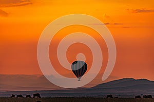 Sunrise Wildlife Animals Mammals at the savannah grassland wilderness hill shrubs great rift valley maasai mara national game