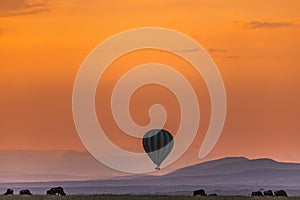 Sunrise Wildlife Animals Mammals at the savannah grassland wilderness hill shrubs great rift valley maasai mara national game