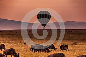 Sunrise Wildlife Animals Mammals at the savannah grassland wilderness hill shrubs great rift valley maasai mara national game