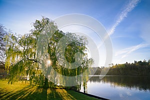 Sunrise Through a Willow Tree On A Blue Lake photo