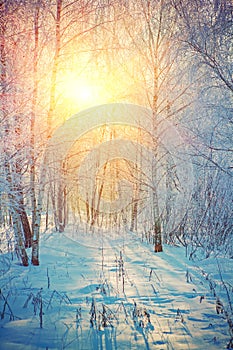 Sunrise in winter birch forest instagram stile