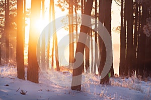Sunrise in winter forest. Bright sun rays through trees in snowy forest. The frosty morning scene in the wild forest. Winter