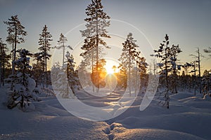 Sunrise Winter landscape with trees