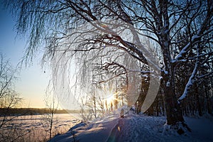 Sunrise on winter morning and trees with bare branches on a cold sunny time and snow on field