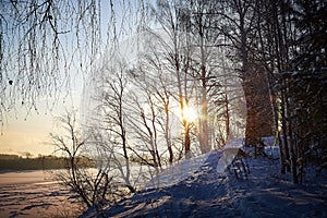 Sunrise on winter morning and trees with bare branches on a cold sunny time and snow on field