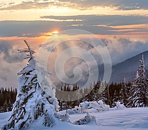 Sunrise winter mountain landscape Carpathian