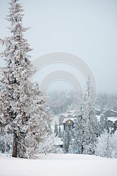 Sunrise winter panorama of the snowy tree mountain. Bright white winter landscape in the snowy wood, Happy celebration concept.