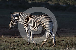 Sunrise Zebra