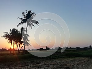 Sunrises coconut farm Village to gujarat