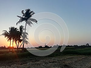 Sunrises coconut tree in farm gujarat